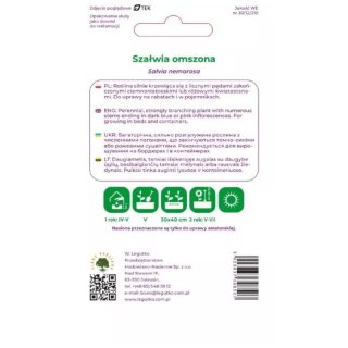 Szałwia omszona - fioletowoniebieska