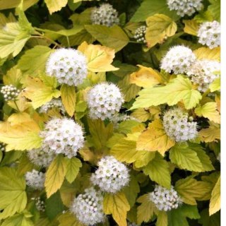 Pęcherznica kalinolistna - Physocarpus opulifolius 'Luteus'