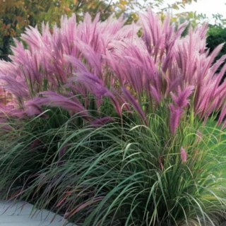 Rozplenica Japońska - Pennisetum Alopecuroides 'Red Head'